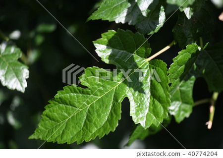 Bamboo leaves in early summer Bamboo leaves in early summer 40774204