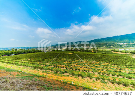 Tonglu Tea Factory 40774657