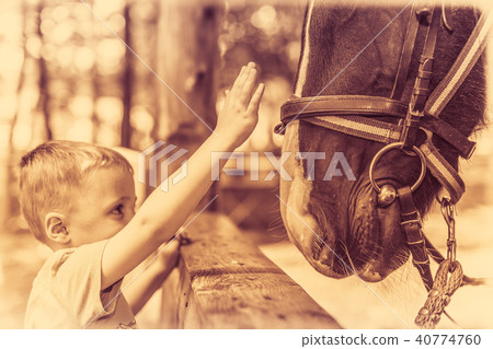 Cute little boy touching horse head 40774760