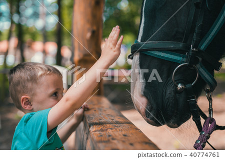 Cute little boy touching horse head 40774761