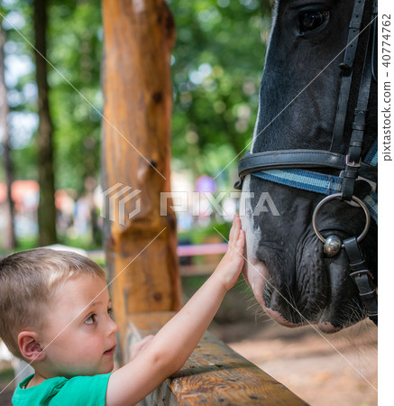 Cute little boy touching horse head Cute little boy touching horse head 40774762