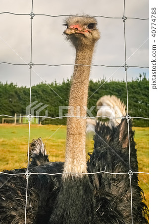 Curious Ostrich behind a fence on a farm 40774788