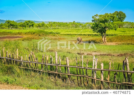 Wooden fence on the farm in Sumbava Wooden fence on the farm in Sumbava 40774871