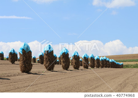 Pile in bean fields 40774968