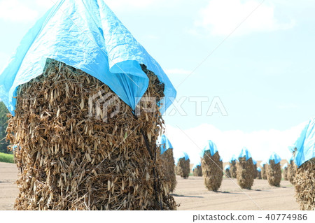 Pile in bean fields 40774986