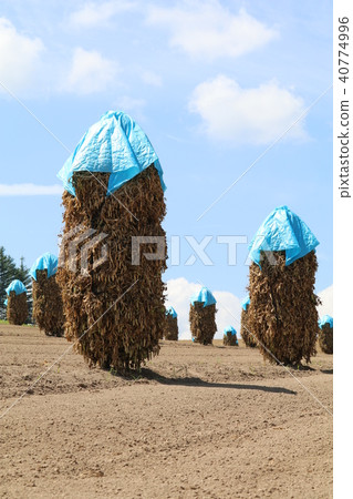 Pile in bean fields 40774996