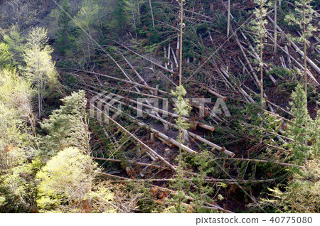 deforestation deforestation 40775080