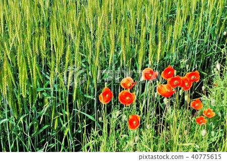 Poppy wheat Poppy wheat 40775615