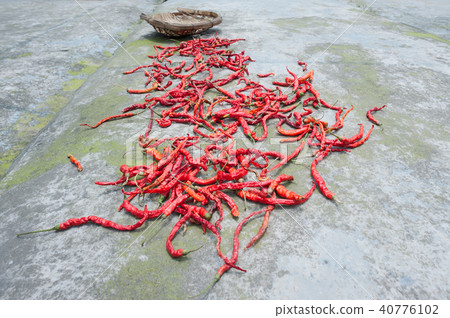 Red chili pepper drying 40776102