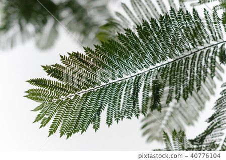Silhouette of tree fern against white sky Silhouette of tree fern against white sky 40776104