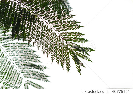Silhouette of tree fern against white sky Silhouette of tree fern against white sky 40776105