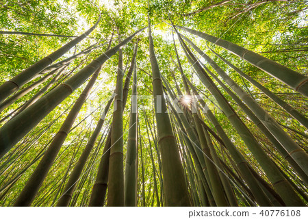 Sun shining through a bamboo forest Sun shining through a bamboo forest 40776108