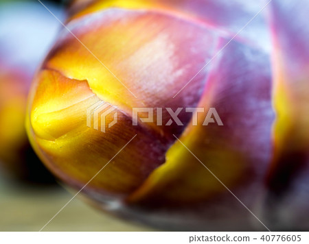 Silver bluggoe banana blossom Silver bluggoe banana blossom 40776605