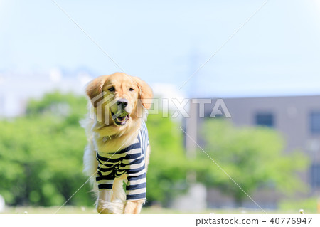 Golden retriever 40776947