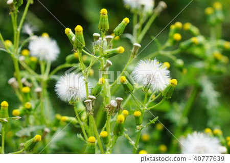 While fluffy but fluffy after flowers Noborogi · · · 2 While fluffy but fluffy after flowers Noborogi · · · 2 40777639
