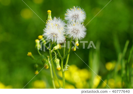 Though it is small, fluff can be made after flowers Novologic · · · 3 Though it is small, fluff can be made after flowers Novologic · · · 3 40777640