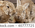 Rabbit  40777725