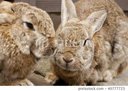 Rabbit Rabbit 40777725