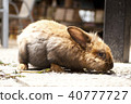 Rabbit  40777727