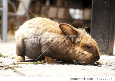 Rabbit Rabbit 40777727