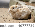 Rabbit  40777729