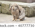 Rabbit  40777730