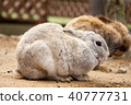 Rabbit  40777731