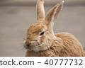 Rabbit  40777732