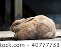 Rabbit  40777733
