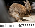 Rabbit  40777737