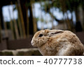 Rabbit  40777738