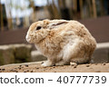 Rabbit  40777739