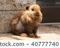 Rabbit  40777740