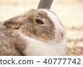 Rabbit  40777742
