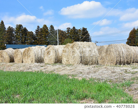 Hay roll Hay roll 40778028