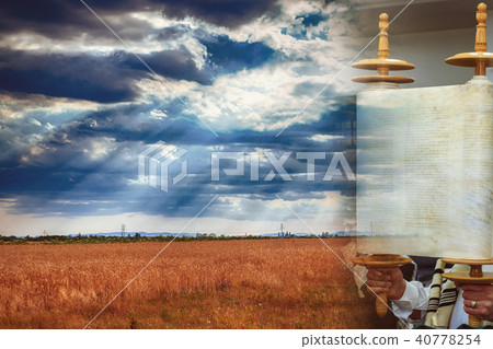 Torah scroll during the holy day Wheat field Torah scroll during the holy day Wheat field 40778254