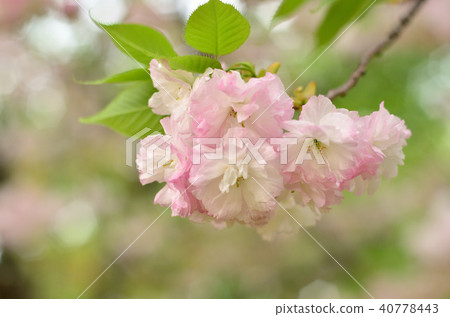 八重櫻 40778443