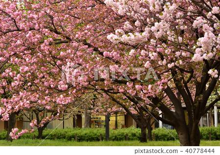 八重櫻 八重櫻 40778444