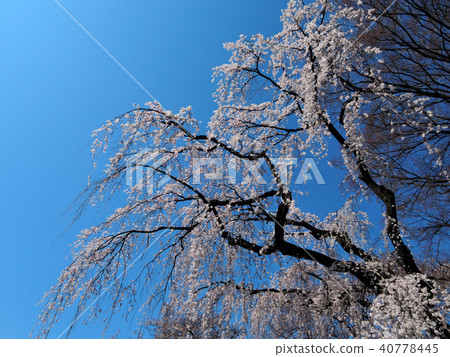 櫻花和藍天 櫻花和藍天 40778445