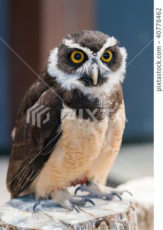 貓頭鷹的故事 40778462