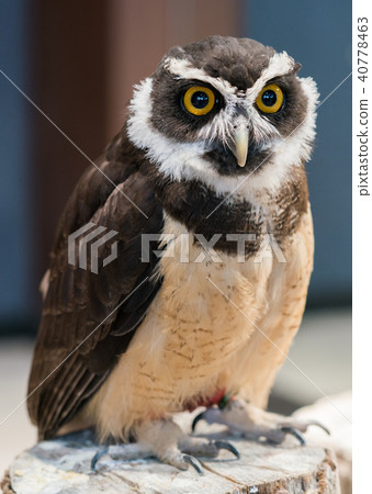 貓頭鷹的故事 40778463