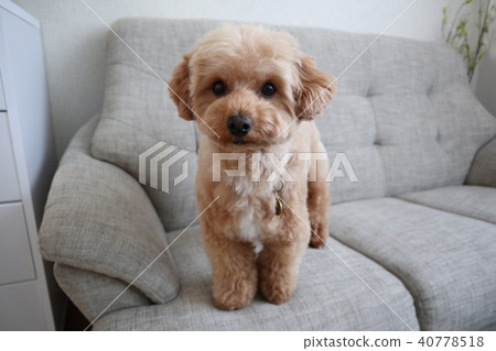 Pet 40778518