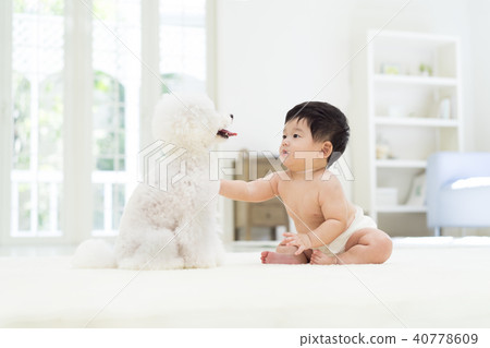 Baby and white toy poodle Baby and white toy poodle 40778609