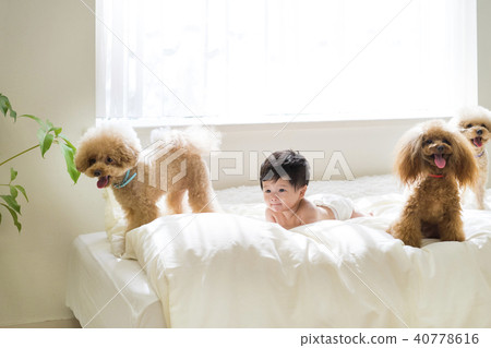 Baby and toy poodles relaxing on the bed 40778616