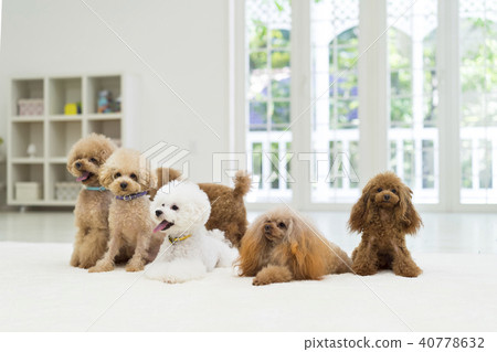 6個玩具貴賓犬 40778632