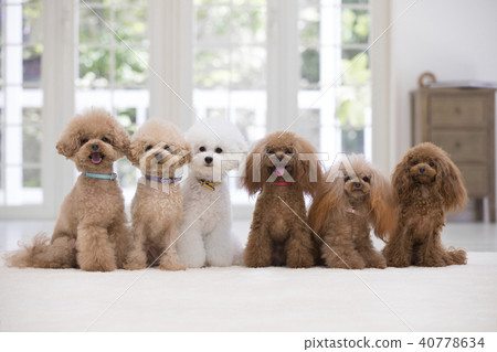 6個玩具貴賓犬 40778634