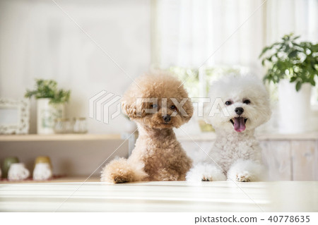 2玩具貴賓犬 2玩具貴賓犬 40778635