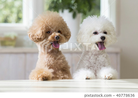 2玩具貴賓犬 2玩具貴賓犬 40778636