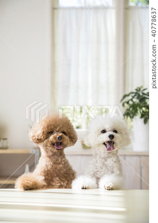 2 Toy Poodle 40778637