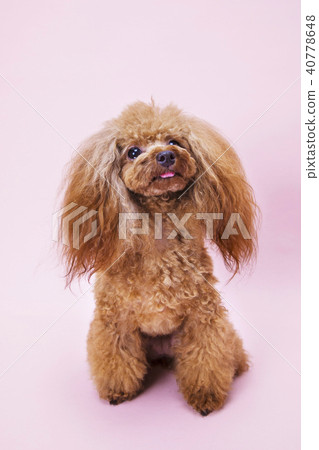 Toy poodle sitting and looking up Toy poodle sitting and looking up 40778648